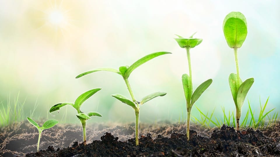 growing plant