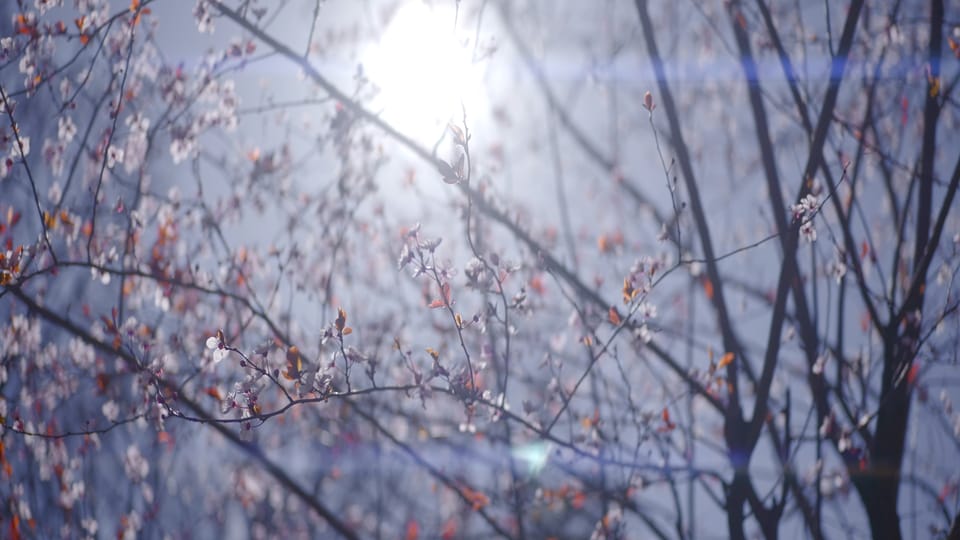 tree with bare leaves