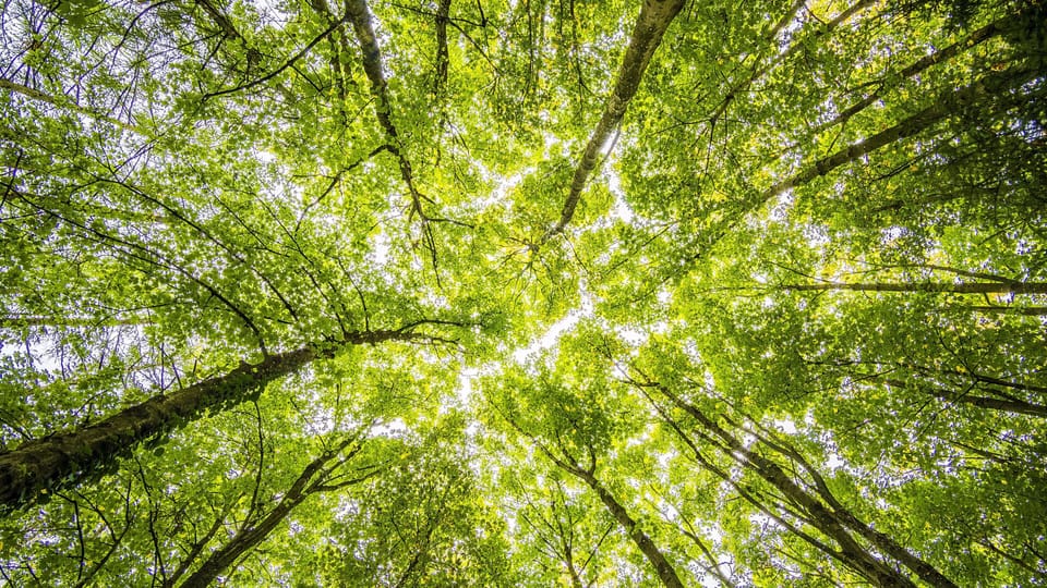 The Hidden Life of Trees (and Churches)